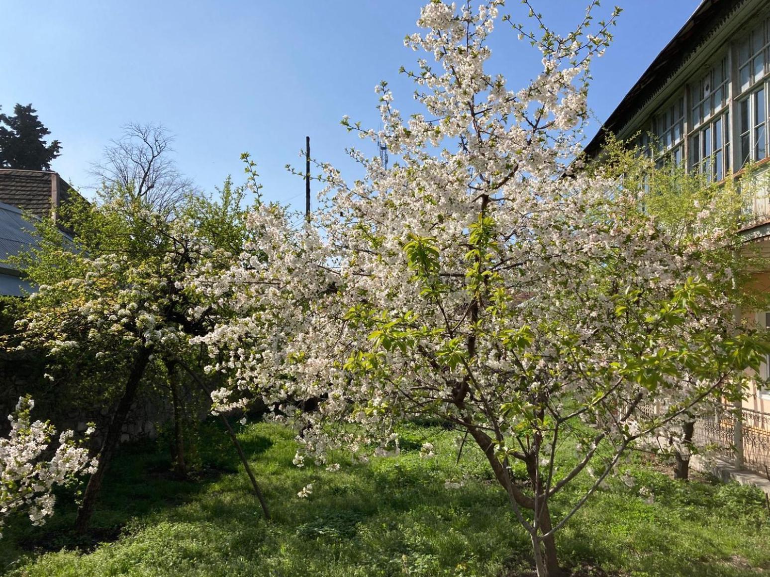 Nuray'S House Hotel Şǝki Kültér fotó